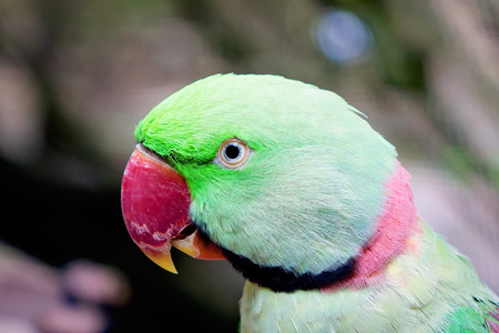 Head of green parrot with red beakの写真素材