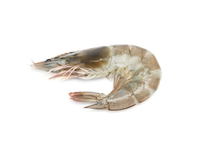 fresh shrimp/prawn on white backgroundの写真素材
