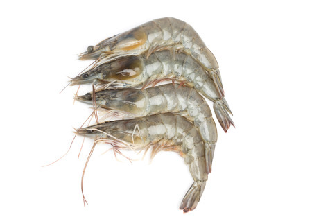 fresh shrimp/prawn on white backgroundの写真素材