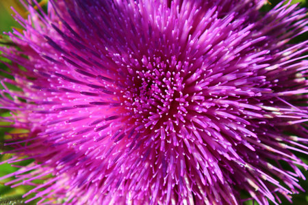 purple flowerの写真素材