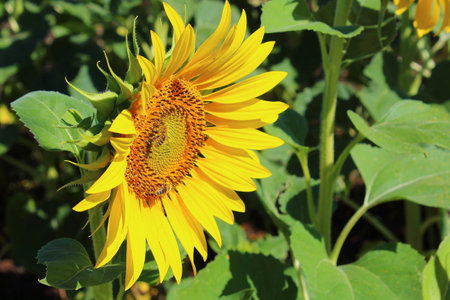 sunflowerの写真素材