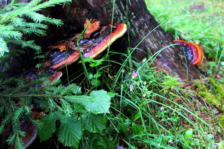 wood mushrooms, wild mushroomsの写真素材