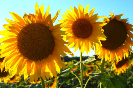 three sunflowers look into the lensの写真素材