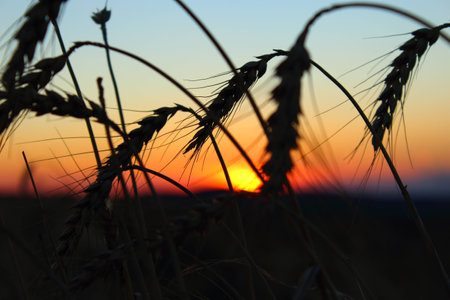beautiful red sunset in the wheatの写真素材