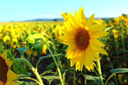 Sunflowers fieldの写真素材