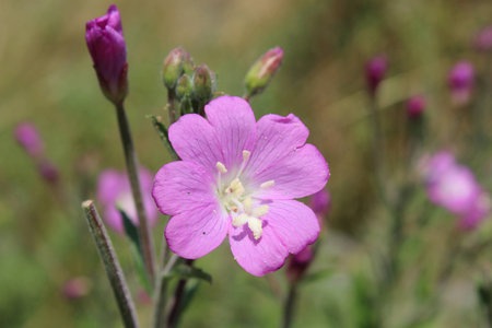 purple wild flowersの写真素材