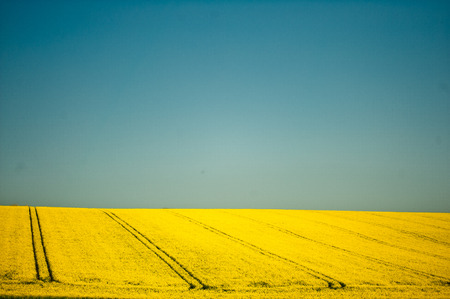 Two colors field.