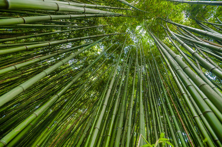 Bamboo grove.の写真素材