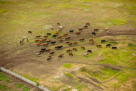 Herd of cows on the field view form above.