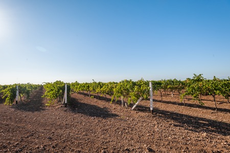 Green vineyard countryside with blue sky.の写真素材