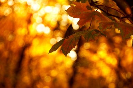 autumn picture of a couple coloured leaves on a tree