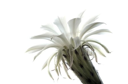 white flower - photo of white flower over white backgroundの写真素材