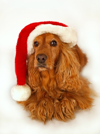 brown cocker spaniel with red christmas hatの写真素材