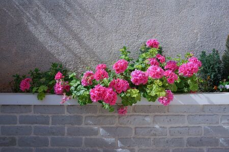 Big hanging geranium bush ink color in garden