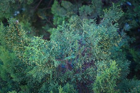 Green thuja butch with yellow pollen close up spring timeの写真素材