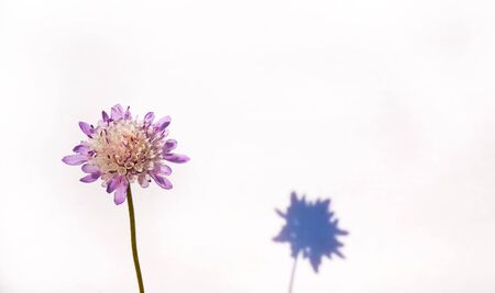 Small wild violet plant on white tee backgroundの写真素材