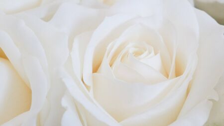 White rose bud close up soft focus backgroundの写真素材