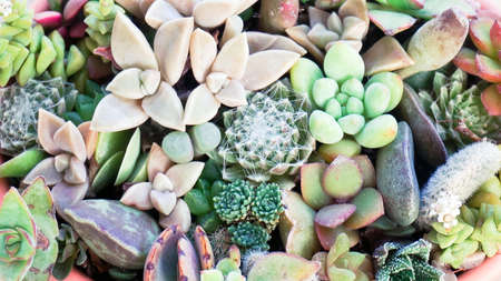 Cute tiny succulent plants on pink pot close up
