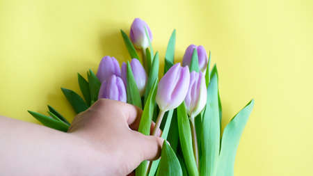 Hand holding purple tulip flower yellow backgroundの写真素材