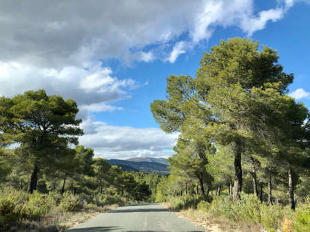 Cute asphalt road in mountains forest between pine treesの写真素材
