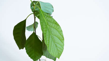 Baby avocado plant Healthy leaves white background