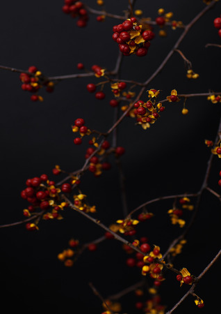  Branches with red berries  Branches with red berries isolated on black background  Tree branchs isolated on black の写真素材