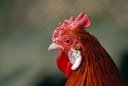 close up of a chicken, portraitの写真素材