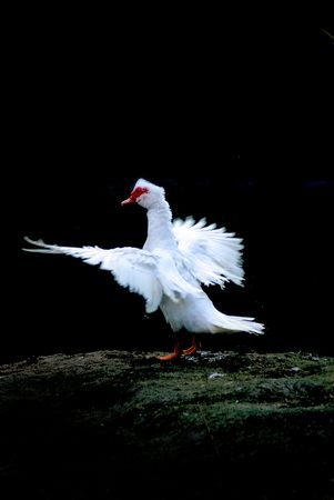 White goose on a black backgroundの写真素材