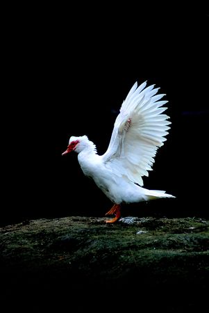 White goose on a black backgroundの写真素材