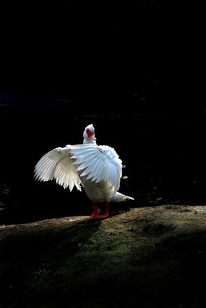 White goose on a black backgroundの写真素材