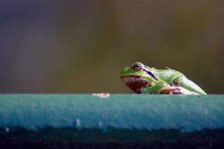 A beautiful little tree frog taken in yardの写真素材