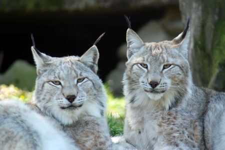 North European lynx in a croatian zooの写真素材