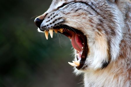 North European lynx in a croatian zooの写真素材