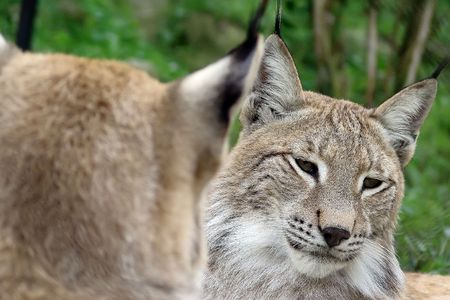 North European lynx in a croatian zooの写真素材