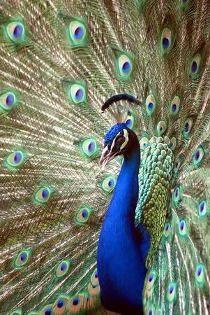This fellow was a reall show off. Very colourful peacockの写真素材