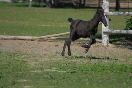 horses in the countryside standing in a fieldの写真素材