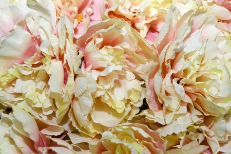 Red and yellow rose petals on the desk.の写真素材