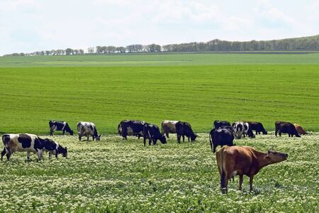 Group of cows graze on a green meadow in spring day, livestock farmland. Rural landscape. The brown...