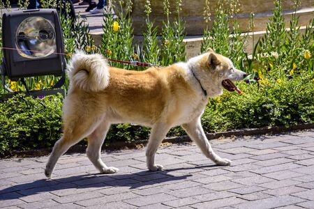 A large spotted dog walks on a leash on a paved path. Close-up. Selective focus.の写真素材
