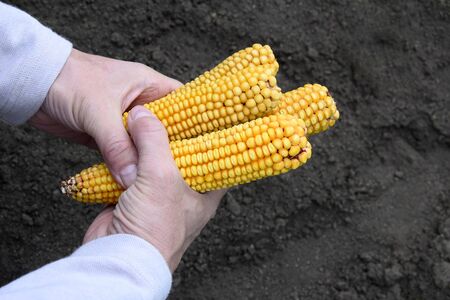 Corn cobs in male hands, against the background of a loosened black earth. Close-up. Selective...