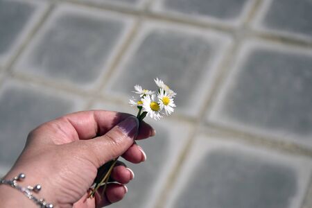 Five little daisies in woman's hand, small bouquet of daisies on grey chequered background. Close-up. Selective focus. Copy space.の写真素材