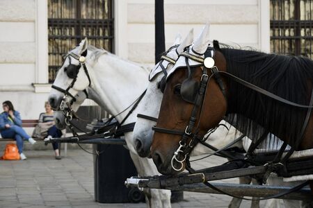 White-brown pair of horses in harness, vintage style. Old horse-drawn carriage riding on city street at Hofburg palace in Vienna, Austria. Close-up. Selective focus.のeditorial素材