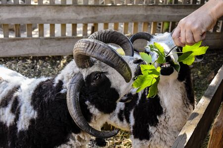 Two four-horned spotted rams eat fresh leaves from  branch held by a man. Close-up. Selective focus.の写真素材