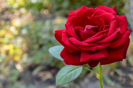 One Blooming Red rose in the garden. Close-up. Selective focus. Copy space.の写真素材