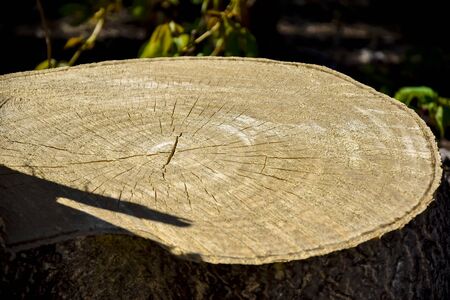 Large stump of freshly cut wood. Cross cut with annual rings.Close-up. Selective focus. Copy space.
