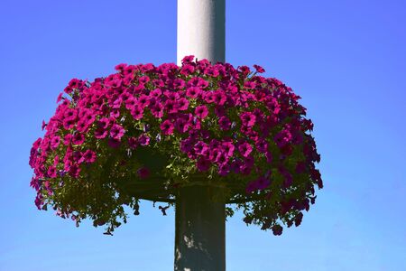 basket with purple petunias on street pillar against blue sky, close-upの写真素材