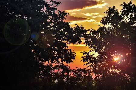 Evening sun shining through dark silhouettes of trees. Picturesque landscape during colorful sunset.の写真素材