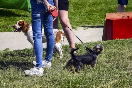 Two thoroughbred dogs on leash at feet of mistress are looking in different directions. Summer walk...