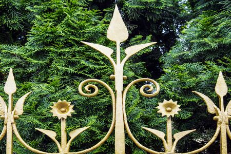 Fragment of old forged fence covered with golden paint against background of bright green arborvitae. Art forging, floral pattern. Close up. Selective focus.の写真素材