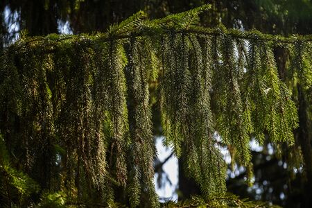 Branches of an evergreen spruce hang down vertically. Side lighting with sunlight. Blurred background. Close-up. Selective focus.の写真素材